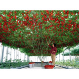50 Sementes Tomate De Árvore Italiano Gigante Frete Grátis 