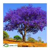 Roxo