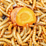 500 Larvas Vivas Tenebrio Molitor Envio Transportadora