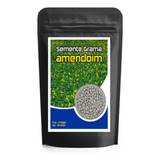 500 Sementes Grama Amendoim Forrageiro arachis Pintoi 