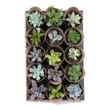 Cultivo