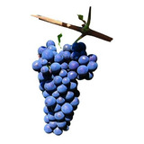 55 Mudas De Uva Syrah Alta Qualidade Manual De Plantio