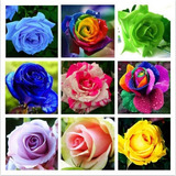 550 Sementes De Rosas Exóticas Coloridas