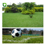 Jardim
