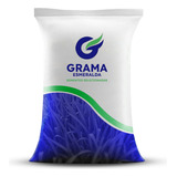 5kg De Sementes De Grama Esmeralda Frete Gratis 