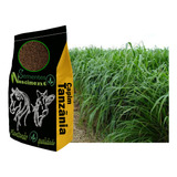 5kg Sementes De Capim Tanzânia De Alta Produtividade