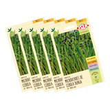 5x Microverde Cebola Durga Isla Multi Cultivo Horta Urbana
