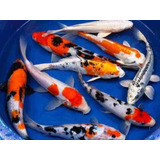 6 Carpas Koi Peixe Ornamental Aquário