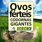 6 Dúzias De Ovos Galados Codorna Gigante Mistos + Brinde