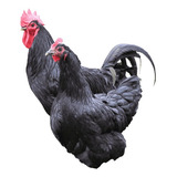 Brahma.