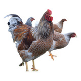Galados