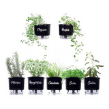6 Suporte Anel + 6 Vasos Autoirrigável Gourmet Raiz Temperos