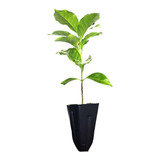 Plantio