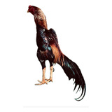 Apurada