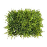 6 Placas Grama Mini Samambaia Mista Premium 40x60 Artificial