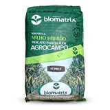 60 000 Sementes Milho Verde Híb  Biomatrix 3066 Vt Pro3  