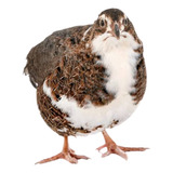 60 Ovos Férteis De Codorna Gigante
