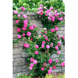 60 Sementes Flor Rosa Trepadeira Pink Importada Frete Rapido