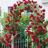 60 Sementes Flor Rosa Trepadeira Vermelha