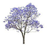 60 Sementes Jacarandá Azul Mimoso Ipê