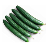 60 Sementes Pepino Híbrido Japonês + Brinde