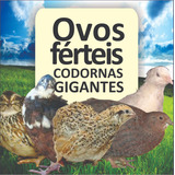 60 Ovos Férteis galados De Codornas Gigantes