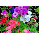 60 Sementes De Flor Phlox Drummond