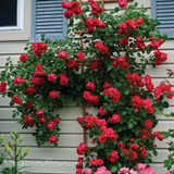 60 Sementes Flor Rosa Trepadeira Vermelha Carta Registrada