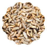 600 Unidades Bichinhos Da Laranja Larva