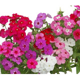 600 Sementes Da Flor Phlox Drumondi