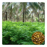 600 Sementes De Gliricidia Sepium 87g