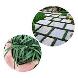 Jardim