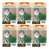 6x Sementes De Grama Dos Gatos (cat Grass) Topseed