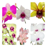 8 Mudas Orquideas Dendrobium Exuberantes