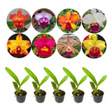 8 Mudas Orquidea Cattleya Lindas