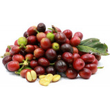 80 Sementes Café Arábica Tropical Resistente Ao Calor Alto