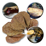 Discus