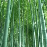 900 Sementes Bambu Gigante Áspero (dendrocalamus Aesper)