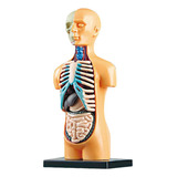 A Modelo De Corpo De Torso Humano Anatômico Removível 3d