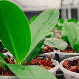 Adubo Fertilizante Forth Orquídeas Manutenção 20-20-20 100g 