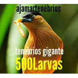Ajamar Larvas De Tenebrio Gigante 500