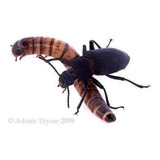Ajamar Tenébrios - Larvas De Tenébrio Gigante 300unidades