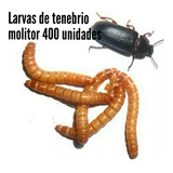 Ajamartenebrios - Larvas De Tenébrio Molitor