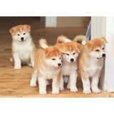 Pedigree*