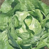 Alface Baba De Verão (manteiga) - 10g = 9.000 Sementes Apro