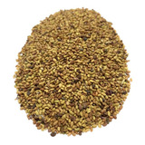 Alfafa Crioula - 5 Kg De Sementes Forrageira P/ Silo E Feno