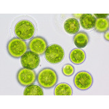 Artemia]