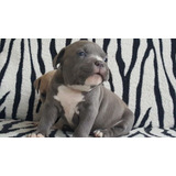 American Bully Abkc (filhotes)