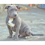 American Bully Filhote - Pedigree - Envio Para Todo Brasil