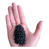Amora Preta Gigante Blackberry -